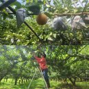 양주초록지기정보화마을 | 경북 예천 국사골마을 신고배 7.5kg 선물용 특상품