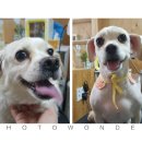 행복하개 애견샵 이미지