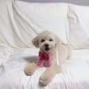 댕댕이묭실 이미지