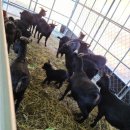 말무리염소농장 이미지