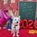 머무른채 | 수원 애견호텔에서 2주 머무른 장기호텔 후기 : 믹스견 알투