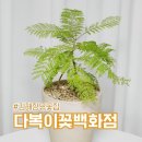 ㈜제일조경나무병원 | 장유 최대 규모 다복이 꽃 백화점 키움다육농장 방문기 김해 꽃집 후기