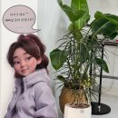크레이지폭스 | 홍대피부관리 연예인 다이어트 크레이지폭스뷰티 LPG엔더몰로지 후기