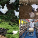 농장염소탕 이미지