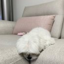 더키움 동물병원 이미지