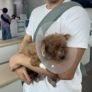 송도 아이본 동물의료센터 이미지