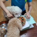 와다다펫푸드 | 우리애들 두번째 생일파티~ 두번째 와다다펫푸드 케이크 ㅎㅎ