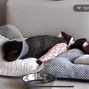 장재영외과동물병원 이미지