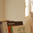 안녕 조수리 이미지