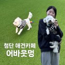 사랑한다, 멍 | 광주 첨단 애견카페 어바웃멍! 9살 비숑견주의 솔직후기!