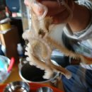 갯벌낙지 이미지