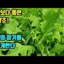 민들레 캐터리 | 산삼보다 좋다는 왕고들빼기 효능 절대 그냥 지나치지 마세요!
