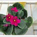 바이올렛 이미지