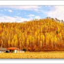 자작나무마을 이미지