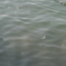 수영지사
