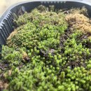 테라리움 클래스 이미지