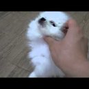 임피리얼펫 이미지