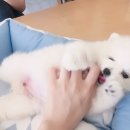 아이러브독 강아지분양 부천점 이미지