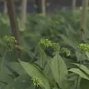 산약초 동의보감 이미지