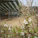 안터사슴농장 이미지