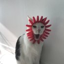 나주종합동물병원 이미지