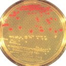 대장균 이외의 다른 생물체 용도의 클로닝벡터 (펌) 이미지