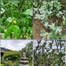 고택약수터 이미지