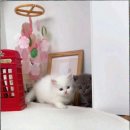 캣스토리 고양이분양 일산본점 이미지