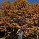 주차장 | 부산 단풍 명소 화명수목원 입장료 주차장 후기