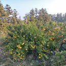 제주 조이황토리조트 이미지