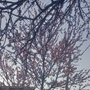 복사꽃이개화했습니다. 이미지