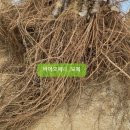 삼송바이오 이미지