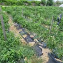 김성훈농장 이미지