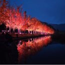 충북 괴산군 문광저수지 은행나무길 이미지