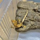 깜돌게코샵 이미지