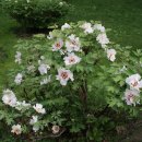 모란모란 이미지