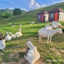 근원목장 이미지