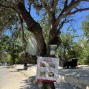 발리분식 | 발리 길리 한식 맛집 파인트리비치호텔 분식의 정석 인생 순두부 후기