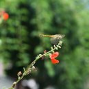 사인암민박 이미지