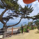 카누720애견풀빌라 네이버블로그