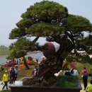 솔잎이슬 이미지