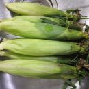 대학찰옥수수 | 이마트 트레이더스 대학찰옥수수, 진짜 솔직한 후기 (가격, 맛있게 삶는 꿀팁)