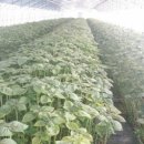 추부농장 이미지