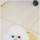 까미랑몽이