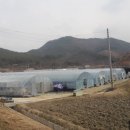 조현덕농장 이미지