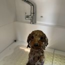 오늘도 뽀송하개 이미지