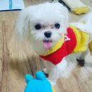 쎄븐코코