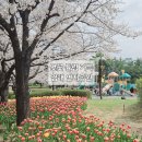 세븐일레븐(김해내동공원점) | [김해/내동] 부산근교 꽃구경 벚꽃 튤립 가득 김해 연지공원