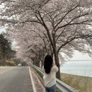 (주)고려여행 | 남해여행 1일차 여행코스 4월초 가기 좋은 왕지벚꽃길 주 독일마을 부어스트라덴 후기