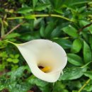 단지골 Daum카페